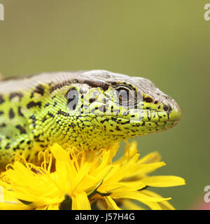 Plan macro sur sand lizard basking sur fleur de pissenlit ( Lacerta agilis ) Banque D'Images