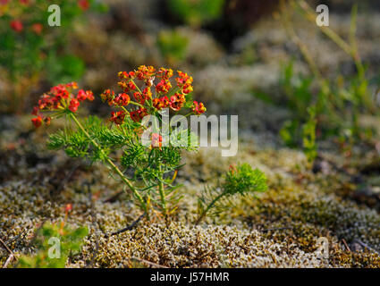 Gros plan d'une euphorbe cyprès (Euphorbia cyparissias) plantes. Focus sélectif. Banque D'Images