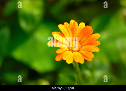 Close-up de souci officinal (Calendula officinalis) avec de l'eau fleur rosée. Profondeur de champ. Banque D'Images