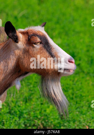 Billy Goat portrait avec flou fond vert Banque D'Images