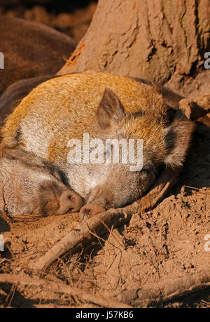 Dormir sur les sangliers (Sus scrofa). L'Europe, Pologne, Holy Cross Mountains. Banque D'Images