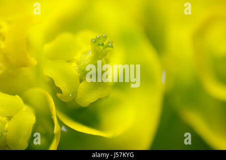 Close up photographie d'une euphorbe cyprès Euphorbia cyparissias (fleur) Banque D'Images