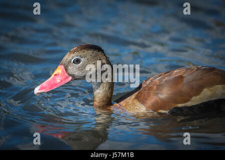 Le sifflement à ventre noir est unique amonst canard canards qu'ils ont un couple monogame-bonding qui est plus souvent associé à des oies et cygnes. Banque D'Images