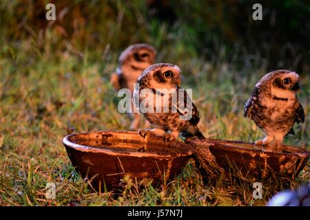 Soif Owlets Banque D'Images