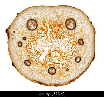 Vue microscopique de fougère mâle (Dryopteris filix-mas) la section de la tige de frondes. L'éclairage à fond clair. Banque D'Images