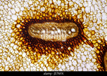 Vue microscopique de la fougère aigle (Pteridium aquilinum) faisceau vasculaire. Section transversale de la tige de frondes. L'éclairage à fond clair. Banque D'Images