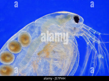 Vue microscopique de l'eau douce daphnie (Daphnia magna). Femelle adulte avec des œufs parthénogénétiques. Rheinberg illumination. Banque D'Images