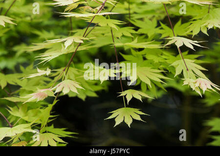 Acer shirasawanum 'Autumn Moon'. L'érable Shirasawa 'Autumn Moon' de feuilles d'arbres en mai. UK Banque D'Images