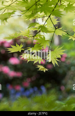 Acer shirasawanum 'Autumn Moon'. L'érable Shirasawa 'Autumn Moon' de feuilles d'arbres en mai. UK Banque D'Images