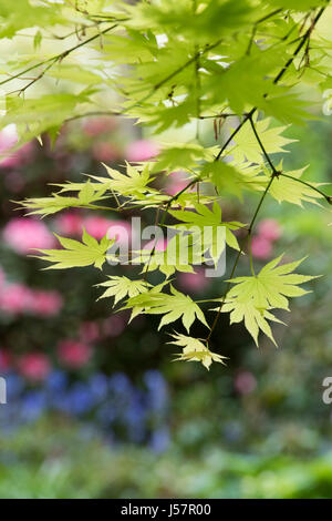 Acer shirasawanum 'Autumn Moon'. L'érable Shirasawa 'Autumn Moon' de feuilles d'arbres en mai. UK Banque D'Images