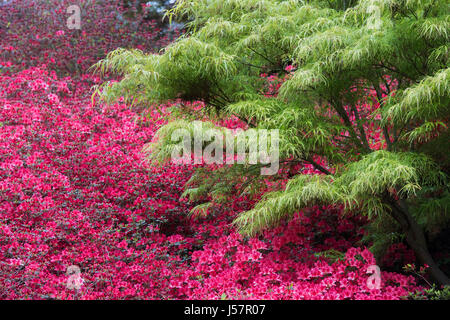 Rhododendron rose fleurs et feuilles Acer vert au printemps. UK Banque D'Images