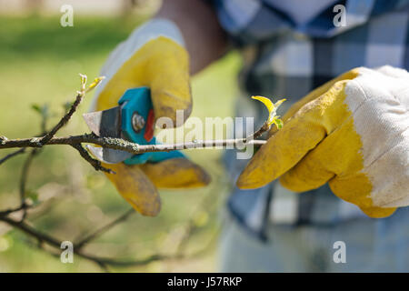 Close up de jardiniers mains branches coupe Banque D'Images