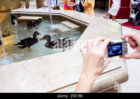 Orlando Florida,International Drive,The Peabody Orlando,hôtel hôtels motels inn motel,Duck March,hall,fontaine,canards,animaux,oiseaux,digita Banque D'Images