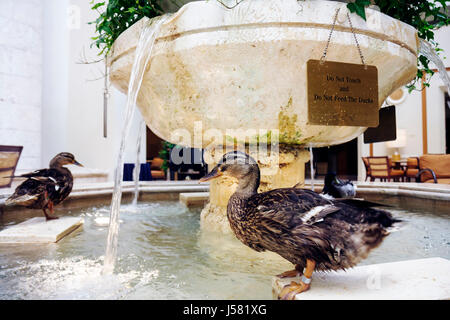 Orlando Florida,International Drive,The Peabody Orlando,hôtel hôtels motels inn motel,Duck March,hall,tradition,collard,animal,oiseaux,mas Banque D'Images