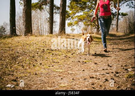 Les jeunes animaux de races de chien beagle marcher dans le parc à l'extérieur. La jeune fille marche avec précaution le chiot en laisse, joue et enseigne, s'exécute avec lui Banque D'Images