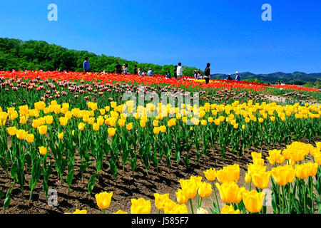 Champ de tulipes à Echigo Hillside Park Ville de Nagaoka Japon Niigata Banque D'Images