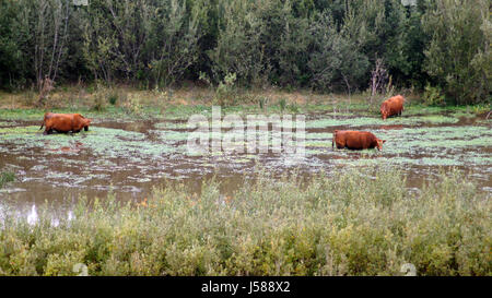 Guadalupe-Nipomo Dunes, California, UNITED STATES - Oct 8, 2014 : les bovins ou GC, un matin brumeux, moor marsh en CA, le long de la route No 1, USA Banque D'Images