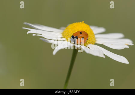 Coccinelle à sept points sur une fleur - Coccinella septempunctata Banque D'Images