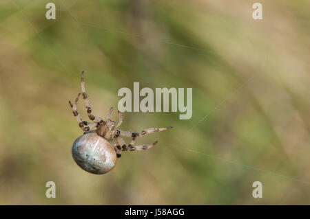 4 spots-orb weaver - Araneus quadratus Banque D'Images