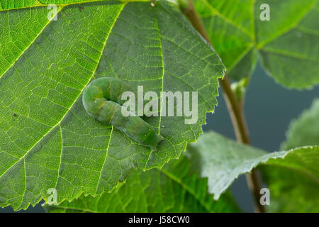 Gelbfleck-Waldschatteneule Purpurglanzeule Purpurglanz-Eule,,, Purpur-Glanzeule, Raupe frisst Euplexia lucipara Hasel, un petit angle, nuances, caterpi Banque D'Images