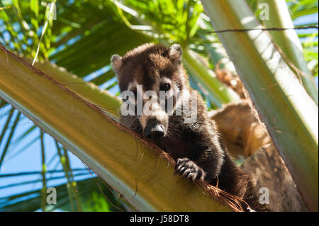 Nez blanc femelle coati assis dans un palmier. Banque D'Images