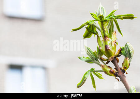 Les jeunes feuilles vertes de Marronnier Aesculus hippocastanum arbre () dans la ville au printemps Banque D'Images