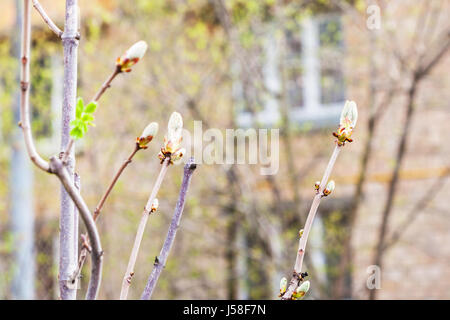 Branches de Marronnier Aesculus hippocastanum arbre () avec les bourgeons et les jeunes feuilles vertes en ville au printemps Banque D'Images