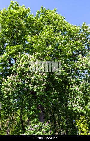 Blossoming Girl (8-9) - symbole de la ville de Kiev en parc urbain public Volodymyrska Hill (Saint Volodymyr Hill, Volodymyrska hi Banque D'Images