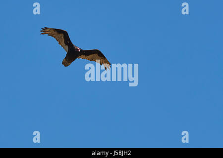 Un Condor de Californie (Gymnogyps californianus), planeur, sur Angel Island, San Francisco. Banque D'Images