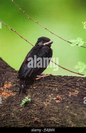 Black Drongo, Dicrurus macrocercus naissante,perché sur Keoladeo Ghana, National Park, Bharatpur, Rajasthan, Inde Banque D'Images