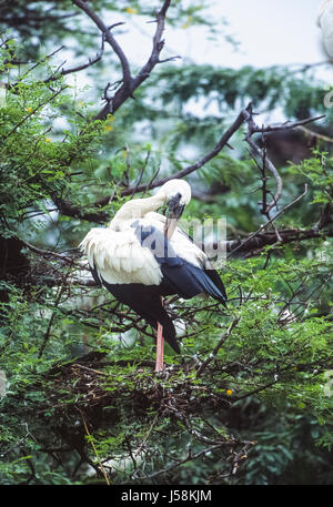 Asian Openbill ou asiatique Openbill Anastomus oscitante, Stork, colonie de nidification, le parc national de Keoladeo Ghana, Bharatpur, Rajasthan, Inde Banque D'Images