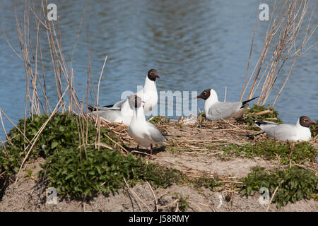 Mouette ESkilstuna Suède 2017 Mai Banque D'Images