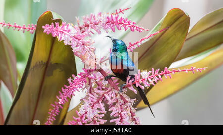 Red-chested Sunbird (Chalcomitra erythrocercus) Perché sur une plante dans le Nord de la Tanzanie Banque D'Images