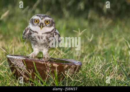 Soif Owlets en été Banque D'Images