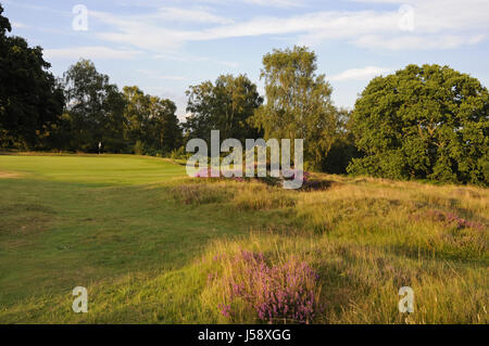 Vue sur Heather et de fétuque de l'herbe pour petit bunker et 9e vert, Reigate Heath Golf Club, Reigate, Surrey, Angleterre Banque D'Images