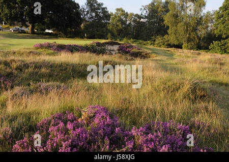 Vue sur Heather et de fétuque de l'herbe pour petit bunker et 9e vert, Reigate Heath Golf Club, Reigate, Surrey, Angleterre Banque D'Images