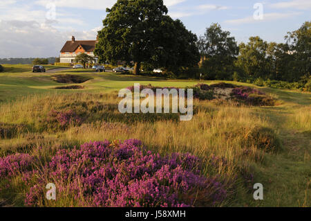 Vue sur Heather et de fétuque de l'herbe pour petits bunkers et 9e vert et le Clubhouse, Reigate Heath Golf Club, Reigate, Surrey, Angleterre Banque D'Images