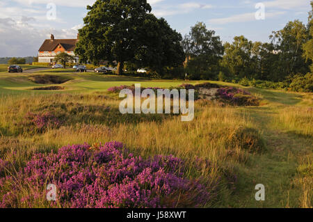 Vue sur Heather et de fétuque de l'herbe pour petits bunkers et 9e vert et le Clubhouse, Reigate Heath Golf Club, Reigate, Surrey, Angleterre Banque D'Images