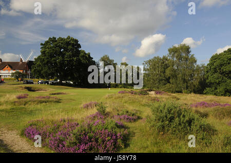 Vue sur Heather et de fétuque de l'herbe pour petits bunkers et 9 vert, le pavillon et le moulin à vent, Reigate Heath Golf Club, Reigate, Surrey, Angleterre Banque D'Images