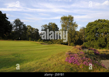 Vue sur la bruyère et d'Herbe de fétuque et de soute petites ci-dessus 9e vert, Reigate Heath Golf Club, Reigate, Surrey, Angleterre Banque D'Images