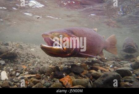 Un fardée poissons frayent au printemps eaux du parc national de Yellowstone Trout Lake 24 juin 2014 près de mammouth, le Wyoming. (Photo by Neal Herbert /SNP par Planetpix ) Banque D'Images