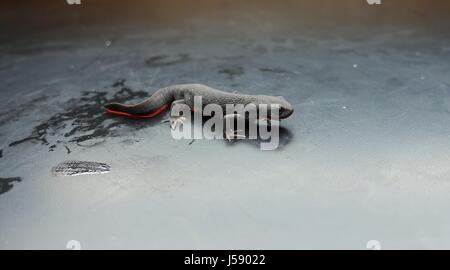 Un feu chinois belly newt infectés par le virus de l'herpèsvirose de la carpe, ou srv, à Madison, Wisconsin. (Photo de Jeff Lorch /USGS par Planetpix ) Banque D'Images