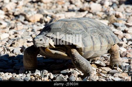 La tortue du désert Mojave Max promenades autour de la Red Rock Canyon National Conservation Area Visitor Center enceinte tortue 2 octobre 2016 près de Las Vegas, Nevada. (Photo par Photo/BLM BLM par Planetpix ) Banque D'Images