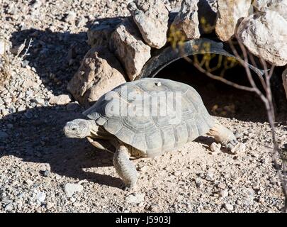 La tortue du désert Mojave Max quitte le Red Rock Canyon National Conservation Area Visitor Center enceinte tortue 2 octobre 2016 près de Las Vegas, Nevada. (Photo par Photo/BLM BLM par Planetpix ) Banque D'Images