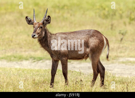 Un beau spécimen d'un jeune mâle Waterbuck. Ce fut capturé à Parc National d'Arusha, Tanzanie. Banque D'Images