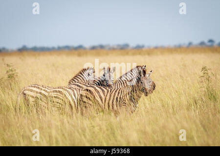 Groupe de zèbres debout dans l'herbe haute dans le parc national de Chobe, au Botswana. Banque D'Images