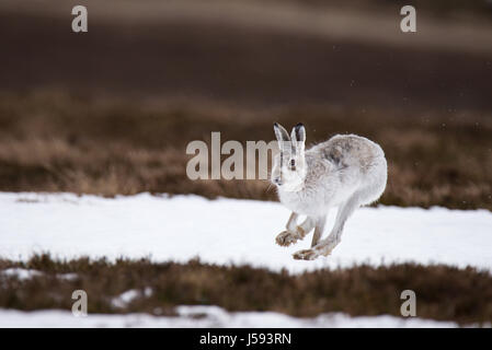 Lièvre variable (Lepus timidus) en cours d'exécution Banque D'Images