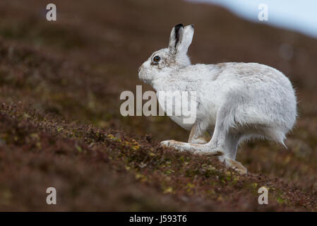 Lièvre variable (Lepus timidus) en cours d'exécution Banque D'Images