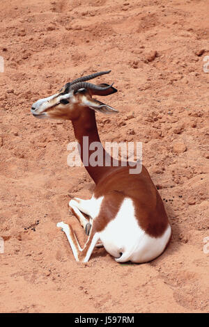 Gazelle de mhorr, antilope africaine Banque D'Images