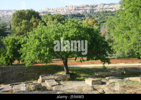 Jolie vue sur les petits arbres et au règlement dans l'arrière-plan d'une colline, vallée des temples à Agrigente Banque D'Images